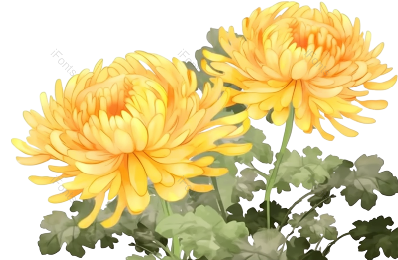 黄色的花图片,白色背景元素,PNG,免抠素材